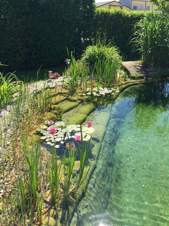 a natural swimming pond with a stone staircase, with greenery and some water lilies is a lovely space to have a swim