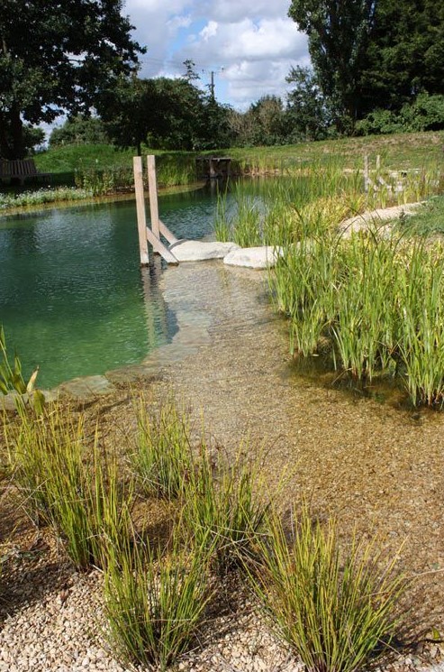 a natural swimming pond with a wooden ladder, rocks and greenery and water plants all around
