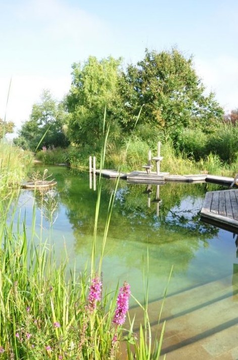 a natural swimming pool surrounded with a wooden deck on its whole length and greenery and blooms around plus water plants inside