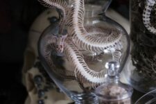 40 an apothecary jar with a snake skeleton is a cool decoration for Halloween, it won’t take you long to make