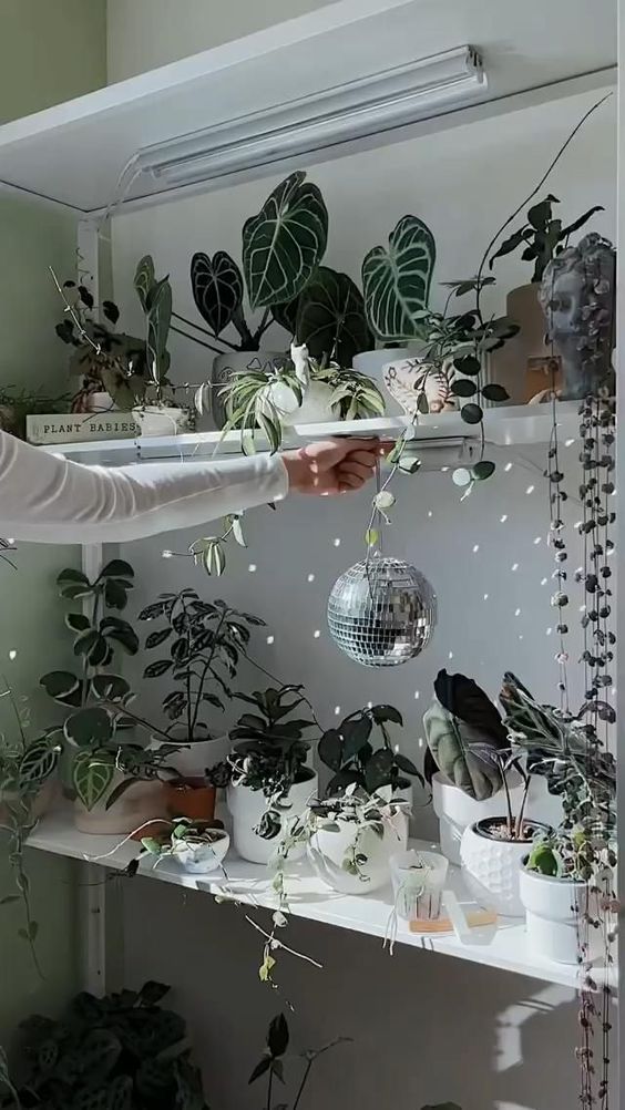 a shelving unit with potted plants and a small disco ball that fills the space with cute lights is a cool idea
