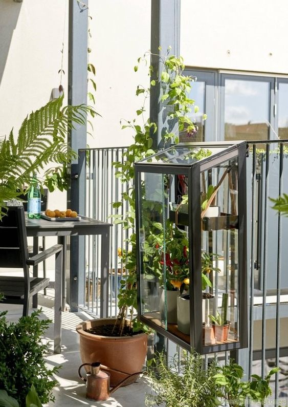 a balcony garden organized with a hanging glasshouse, some greenery in pots on the floor is a cool and smart solution for just a bit of plants