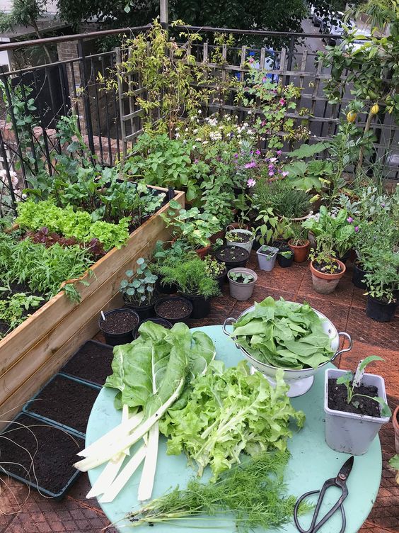 a balcony garden with a box planter with herbs and veggies, lots of planters on the floor and some blooms is no worse than a real large garden