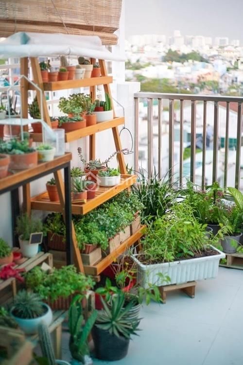 a balcony with a ladder as a plant stand and some more planters right on the wall allows growing a lot of stuff
