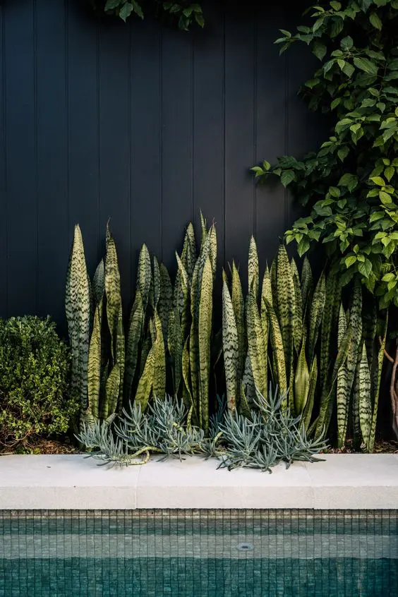 a black fence by a pool plus succulents and agaves in between are a stylish and cool idea for a modern or minimalist space