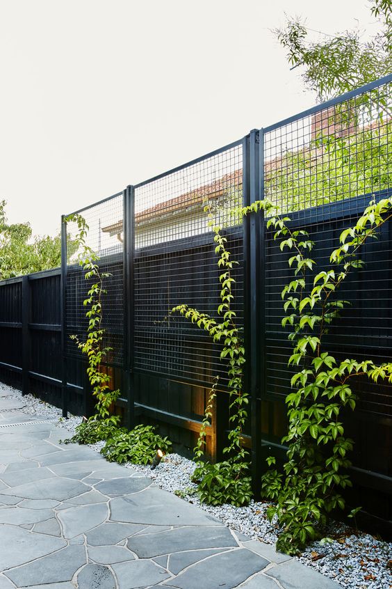a black fence with a trellis next to it, with some vines to refersh the look, vines are a great way to turn a black fence into a living wall