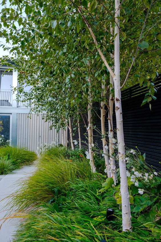 a black fence with grasses, flowers and trees are a stylish and modern combo for any garden