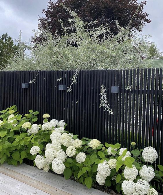 a black fence with greenery and white blooms lining it, thanks to the contrasting look the blooms stand out