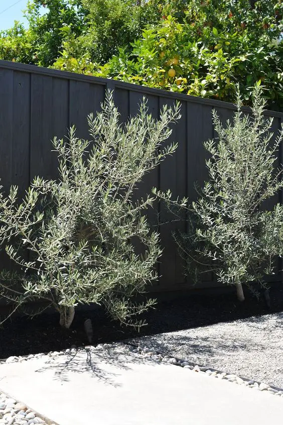 a black fence with trees along it are a chic and cool modern combo for a modern garden or other outdoor space