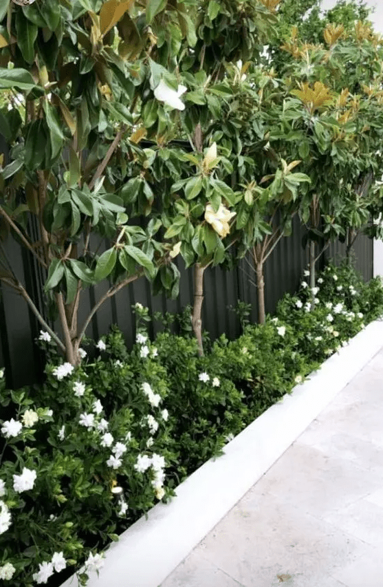 a black fence with trees, greenery and white blooms are a cool combo for a modern garden or backyard