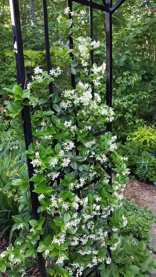 a black trellis covered with greenery and white blooms is a cool garden decoration, and you can realize it yourself