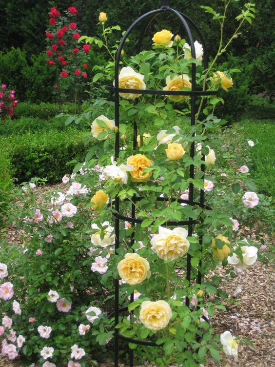 a cage-shaped trellis with blooms is a sophisticated and beautiful garden decoration