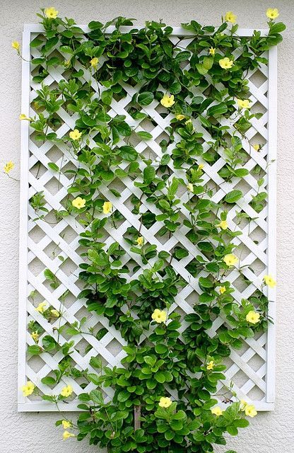a classic white wall trellis with greenery and yellow blooms is a cool and bright decoration for a modern farmhouse space