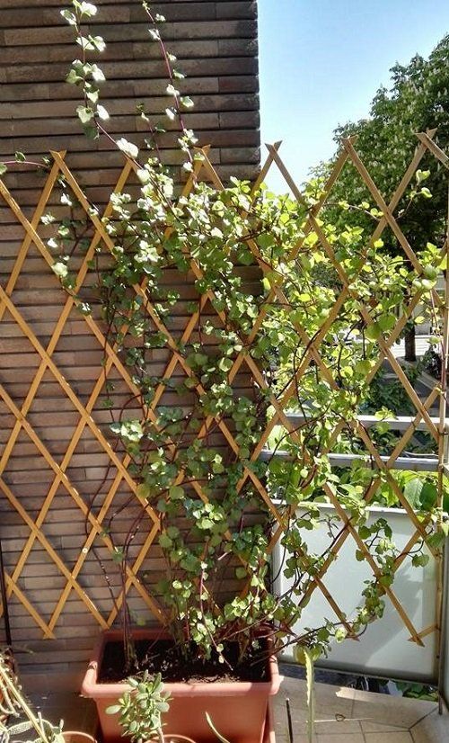 a classic wooden trellis covered with greenery is always a good way to refresh your garden or make your fence lively