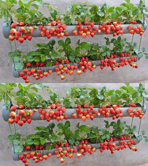 a hanging vertical garden of metal pipes, with strawberries is a cool and smart solution for a rustic space