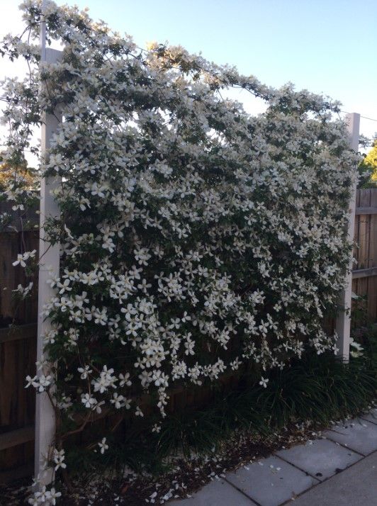 a large trellis covered with white blooms is a gorgeous outdoor decoration for any garden, it looks spectacular