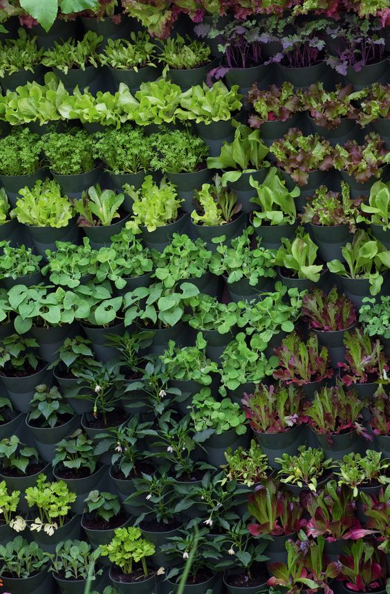a large vertical garden with lots of dark planters is a great personal herb garden that won't take much space