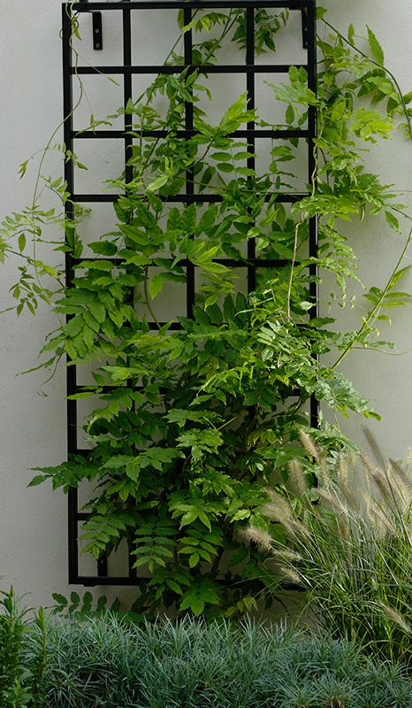 a modern black metal trellis with vines is a stylish and chic decoration for any modern garden