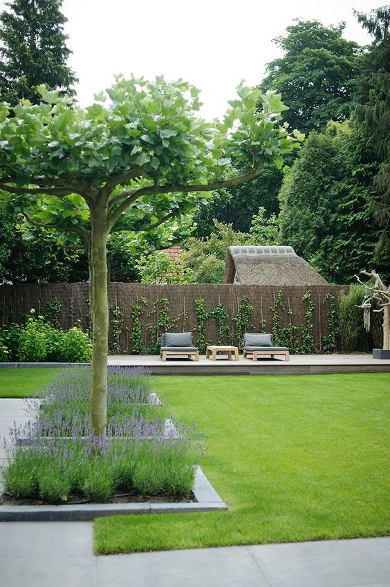 a modern garden with a green lawn, some lavender and trees, a deck with daybeds and a side table and vines climbing up the wall