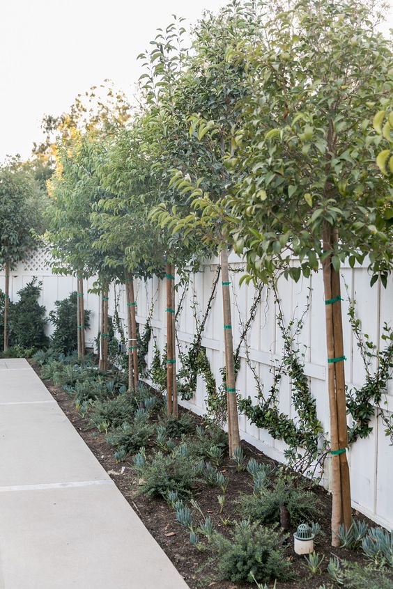 a modern space with a white fence, trees and greenery and some vines right on the fence is a cool space that feels relaxed