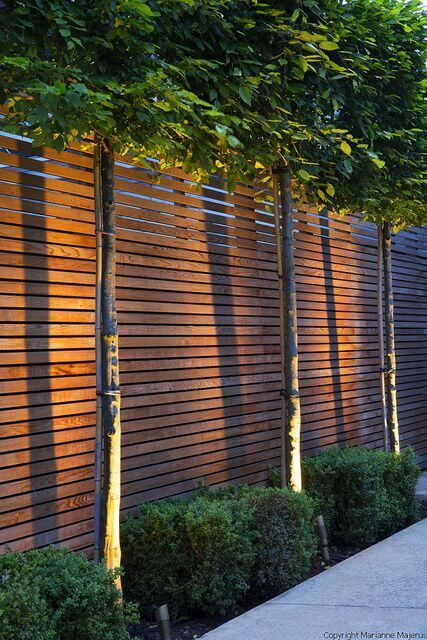 a modern stained wood fence with greenery and trees plus lights are a stylish modern combo for any backyard or garden