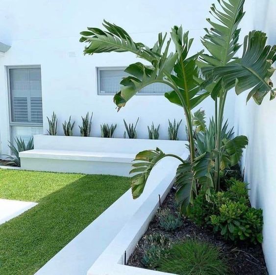 a modern tropical garden with a green lawn, a white built-in bench, some potted agaves, trees and greenery