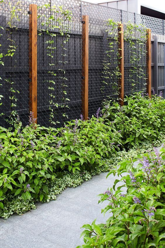 a privacy fence paired with a modern trellis, with some vines to refresh the look of the fence and make it lively
