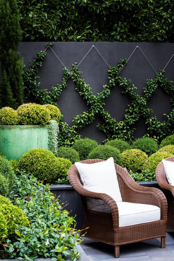 a raised garden bed with topiaries and a black fence wall with a trellis covered with greenery that keeps privacy yet refreshes the space