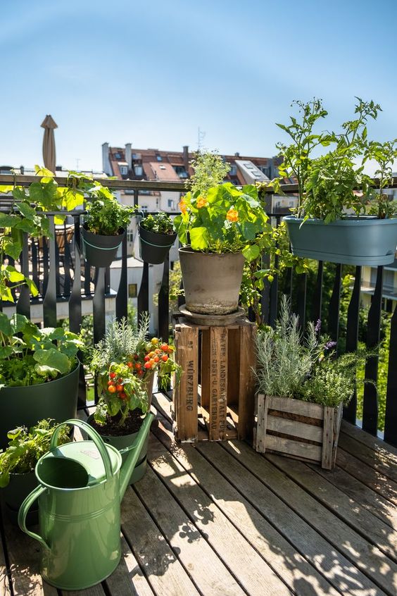 a rustic balcony garden with potted veggies and herbs on the floor and railings is a cool space that looks nice