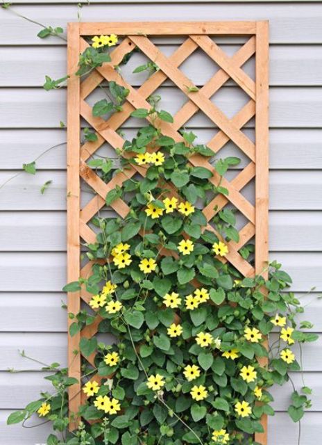 a simple and small wooden trellis with greenery and yellow blooms is always a good decoration for a rustic space