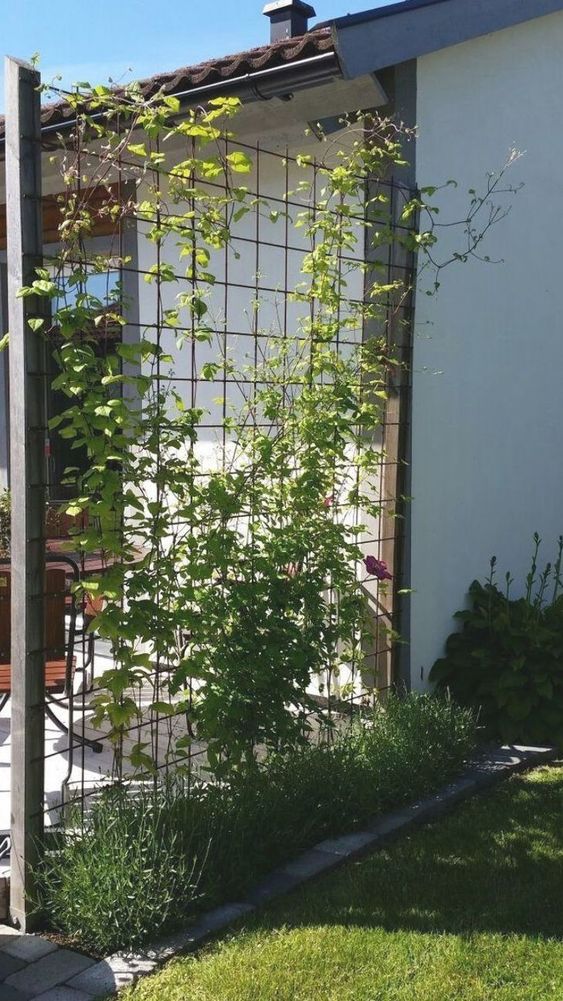 a simple metal trellis that doubles as a privacy screen is covered with some greenery, it's a smart and chic decoration to make