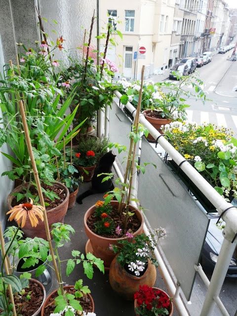 a small balcony turned into a garden completely with lots of planters on the floor and railings