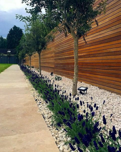 a stained wooden fence with pebbles, trees and lavender plus lights are a chic and refined combo for a modern space