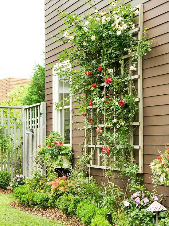 a trellis attached to the wall and covered with greenery and blooms, some blooms and greenery on the ground give the outdoor space a lovely and fresh look
