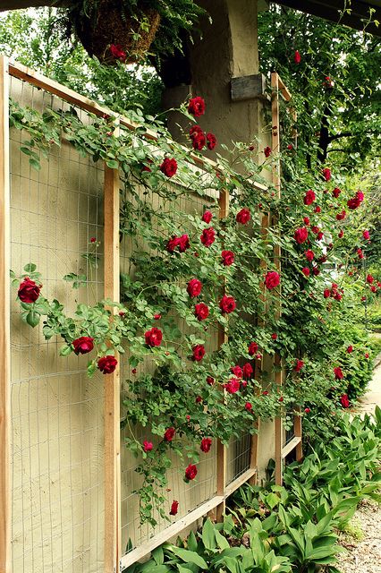 a trellis covered with greenery and burgundy blooms is a chic and refined decoration for any garden
