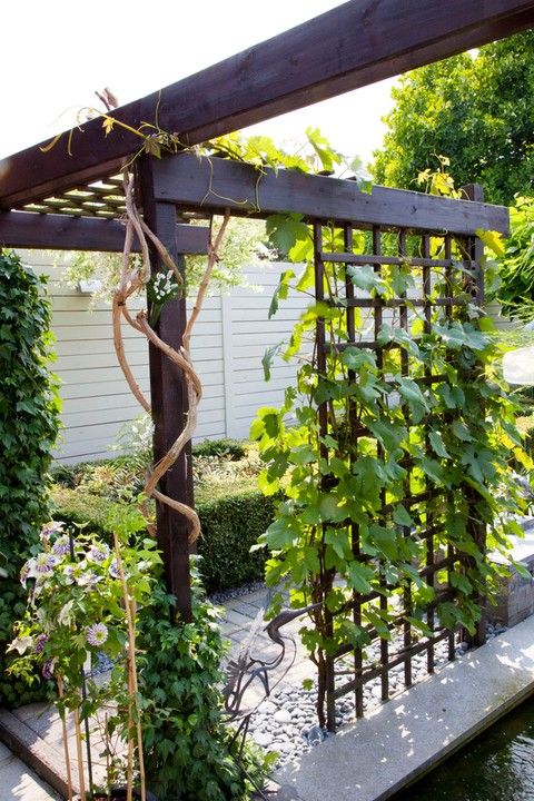 a trellis here and there can refresh your outdoor space and make it look more elegant and cool