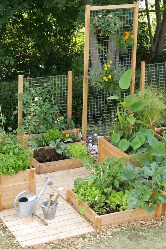 a veggie garden done with wooden raised beds and trellises for the greenery and veggies that require treliises is a smart idea