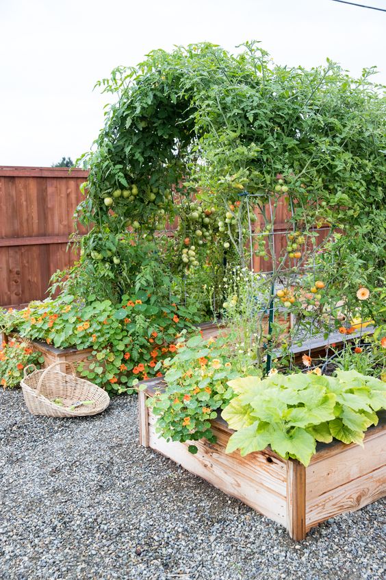 a veggie garden with an arch trellis that is used for greenery and tomatoes is a smart and cool solution for a garden