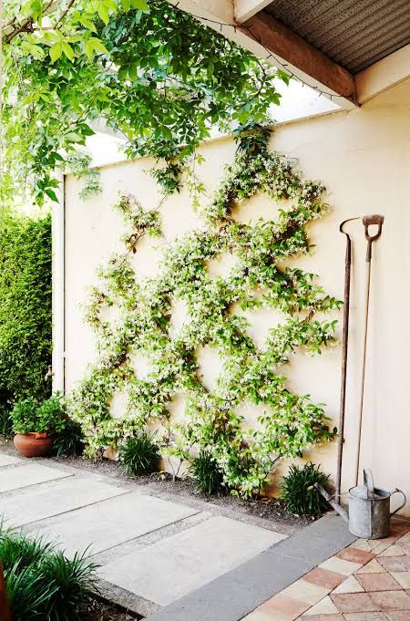a wall done with a trellis covered with greenery and blooms refreshes the usual wall and makes the space look cooler and cuter