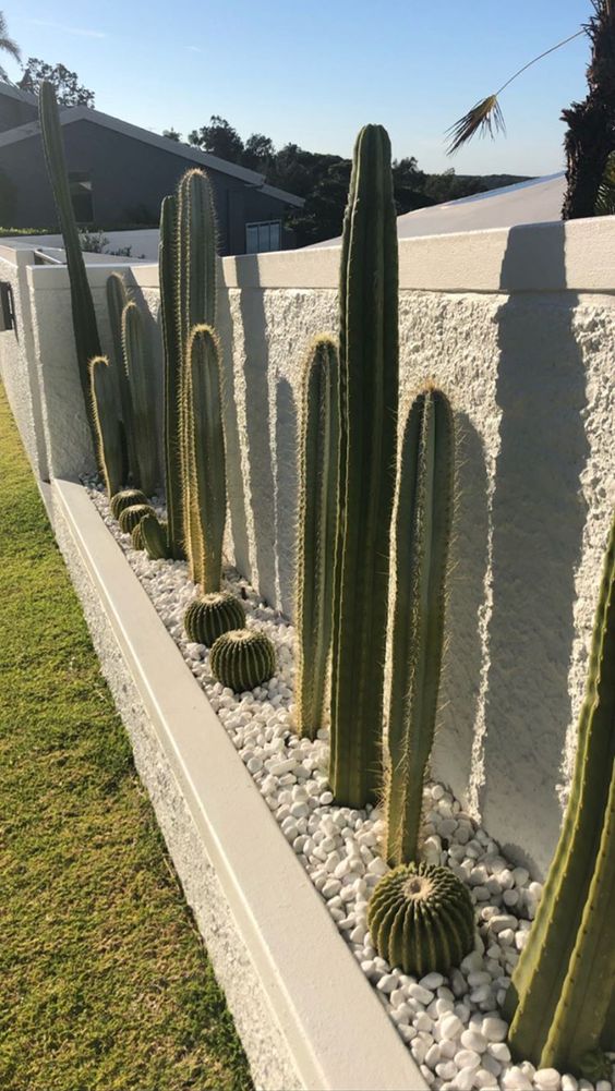 a white fence with a raised garden bed along it, pebbles, cacti are a chic and cool combo for a modern desert garden