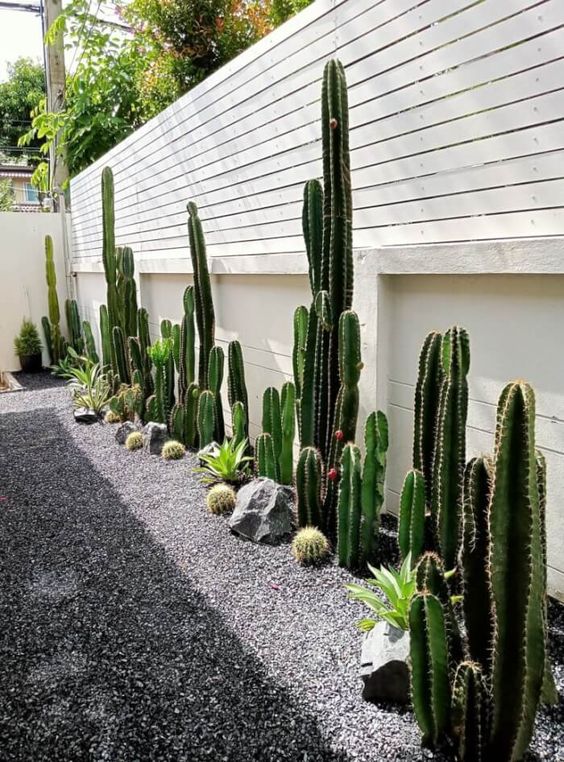 a white fence with cacti, succulents and rocks are amazing for a modern desert garden or a backyard