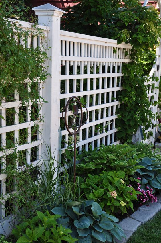 a white trellis fence is aimed at keeping some privacy and adding freshness and beauty to the garden at the same time