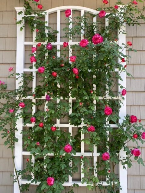 a white trellis with greenery and pink flowers is a cool decoration for outdoors, it looks chic and pretty