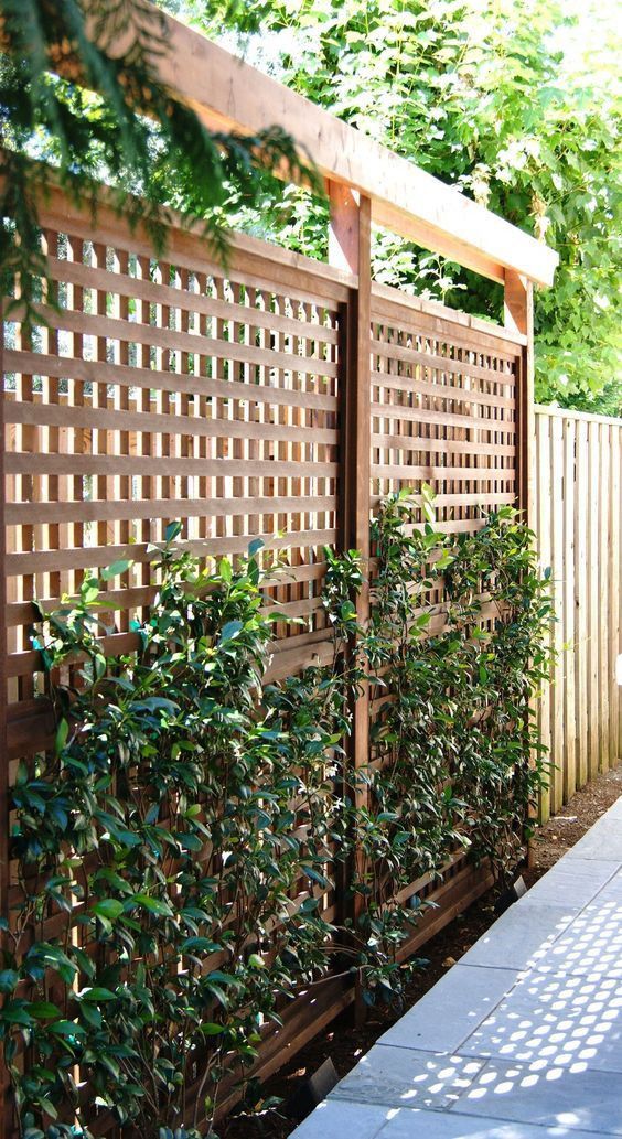 a wooden trellis used as a privacy fence with greenery is a lovely natural decoration for many outdoor spaces and gardens