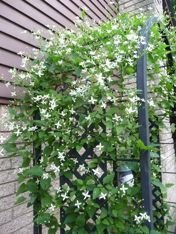 an arched trellis with greenery and blooms will be a beautiful and elegant addition to any garden space