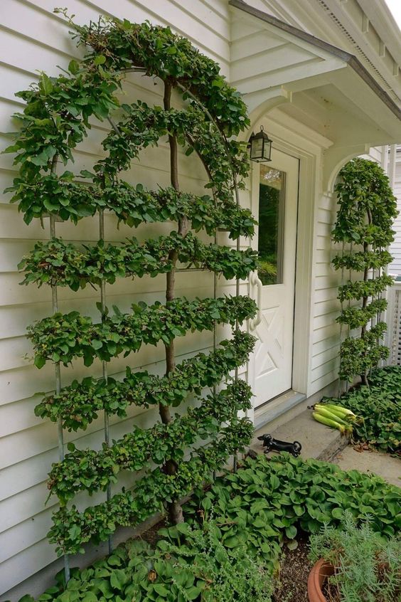 creatively shaped trellises with greenery are great decoration for a modern space, they look cool and fresh