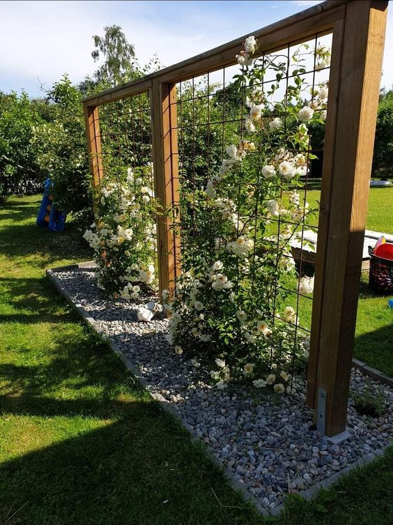 large trellises with lush blooms are a beautiful decoration for any garden, they look amazing