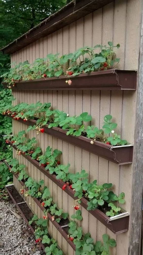 long planters attached to the wall are a cool berry garden that is out of reach for various rabbits and other animals