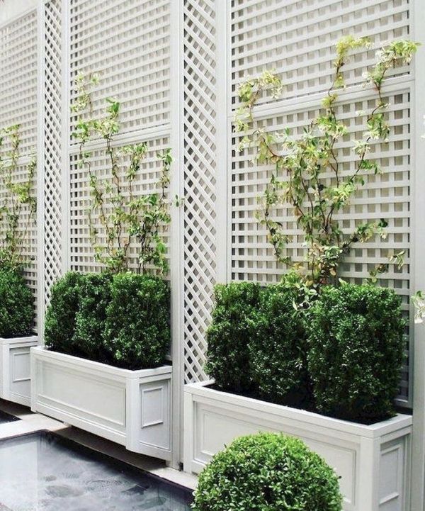 stylish and classic white box planters and matching wooden trellises with boxwood and vines are geat to make your garden elegant