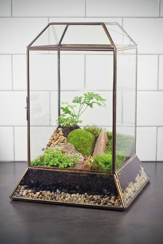 a faceted aquarium with moss, greenery, pebbles, rocks and plants is a bold and whimsical idea for a modern space